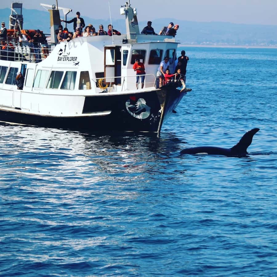From Tauranga: Dolphin and Wildlife Cruise - Tangaroa, the harbour, and Mount Maunganui