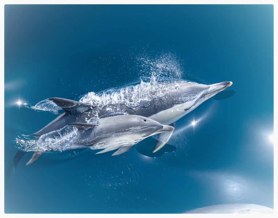 From Tauranga: Half-Day Swimming with Dolphins Tour - Key points to know before you book