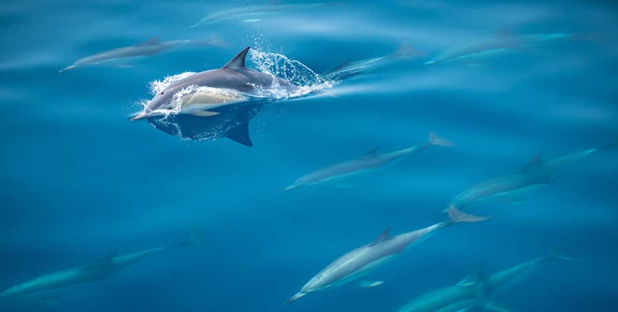 From Tauranga: Half-Day Swimming with Dolphins Tour - Leaving Tauranga for the Bay of Plenty