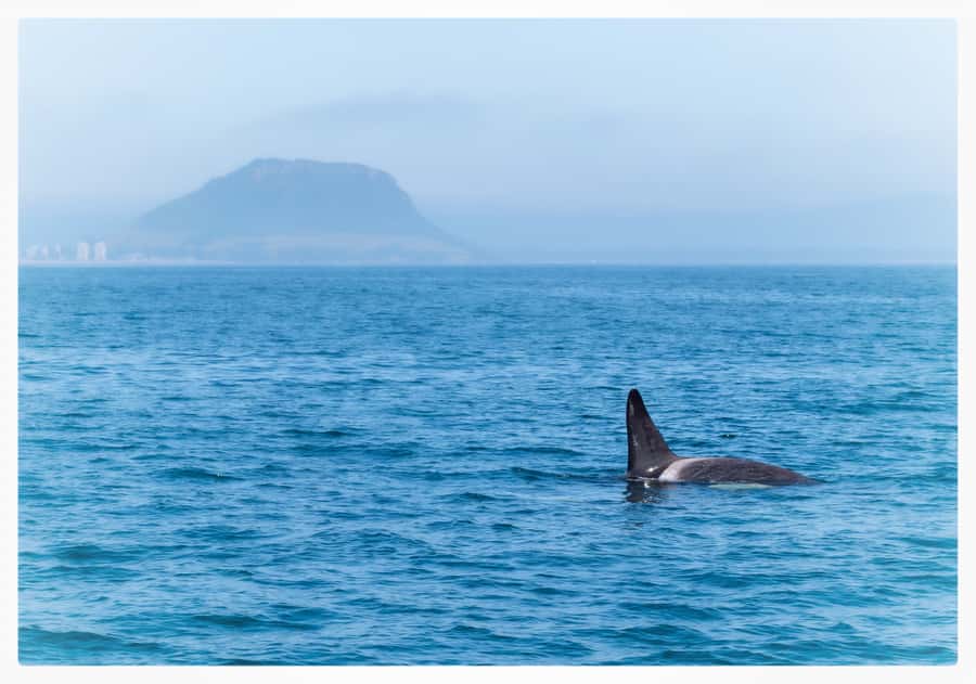 From Tauranga: Half-Day Swimming with Dolphins Tour - When swimming with dolphins is allowed