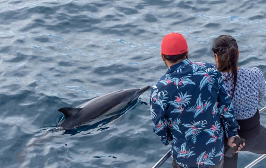 From Tauranga: Half-Day Swimming with Dolphins Tour - How weather can change the day