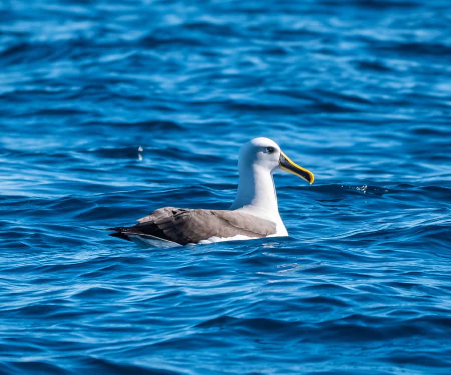 From Tauranga: Half-Day Swimming with Dolphins Tour - The five-hour rhythm