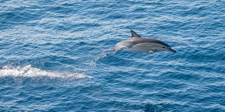 From Tauranga: Half-Day Swimming with Dolphins Tour - Is $98 good value?