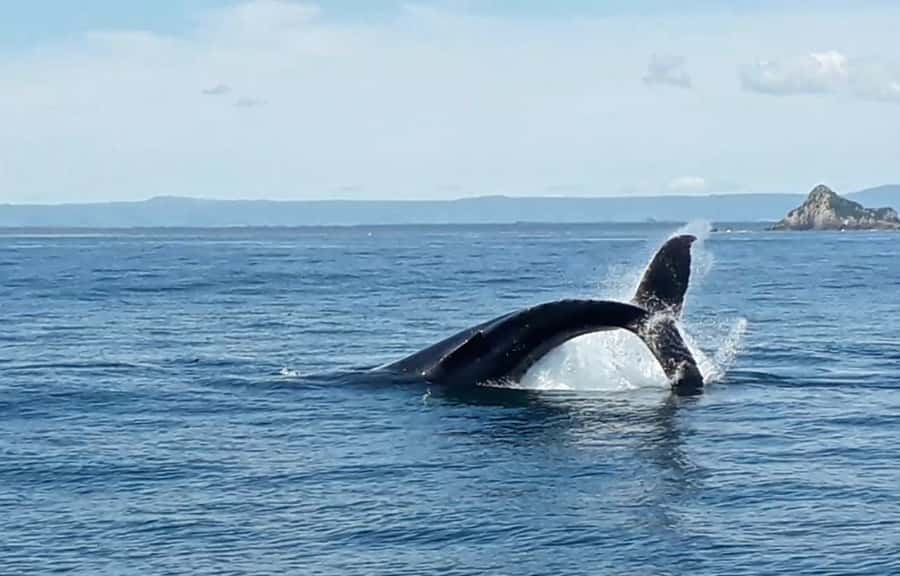 From Tauranga: Half-Day Swimming with Dolphins Tour - Who will enjoy this most?