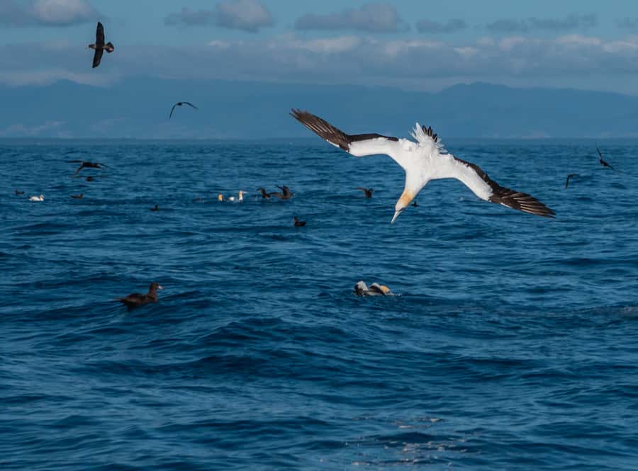 From Tauranga: Half-Day Swimming with Dolphins Tour - Booking advice and final verdict