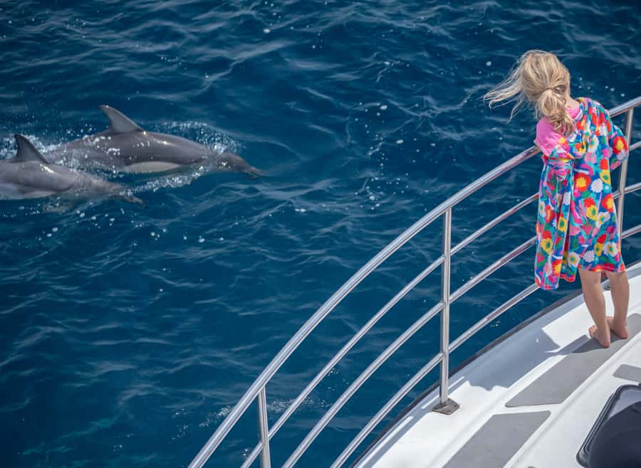 From Tauranga: Half-Day Swimming with Dolphins Tour - Searching for common dolphins in open water