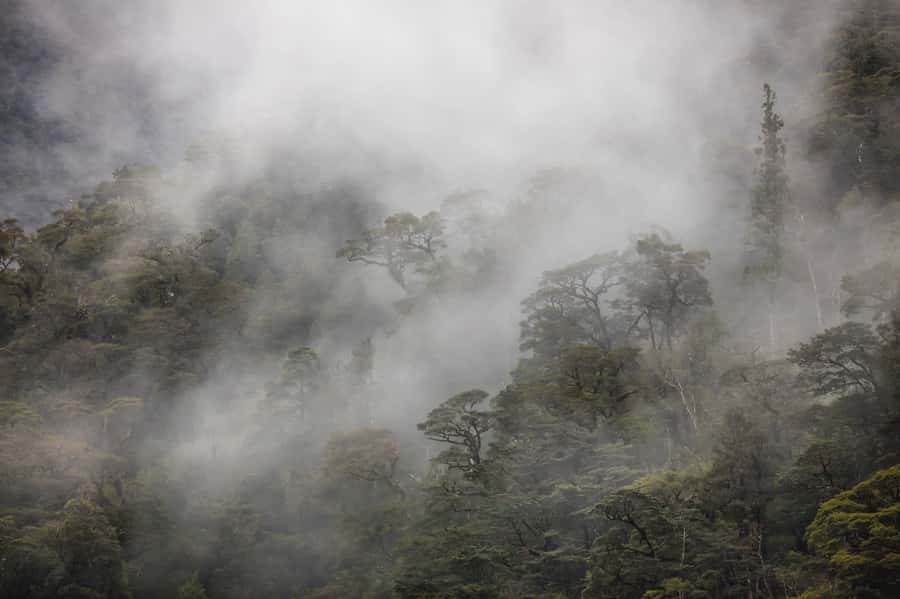 From Te Anau: Doubtful Sound Coach & Cruise - The return journey is part of the day
