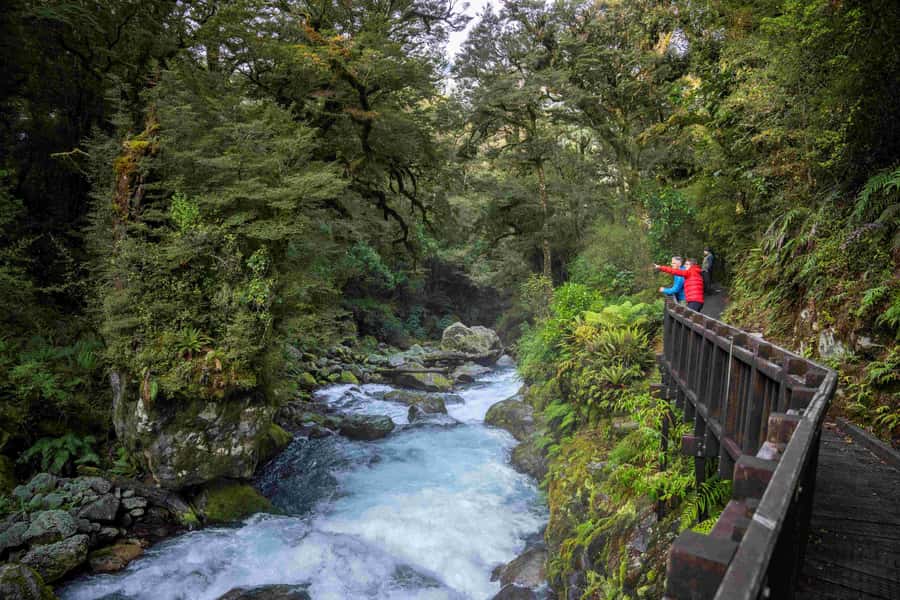 From Te Anau: Milford Sound Coach, Cruise, and Walks - The two-hour Milford Sound cruise