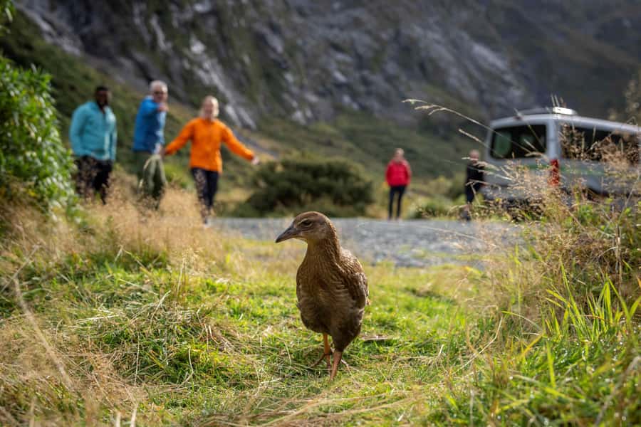 From Te Anau: Milford Sound Coach, Cruise, and Walks - Is $164 good value?
