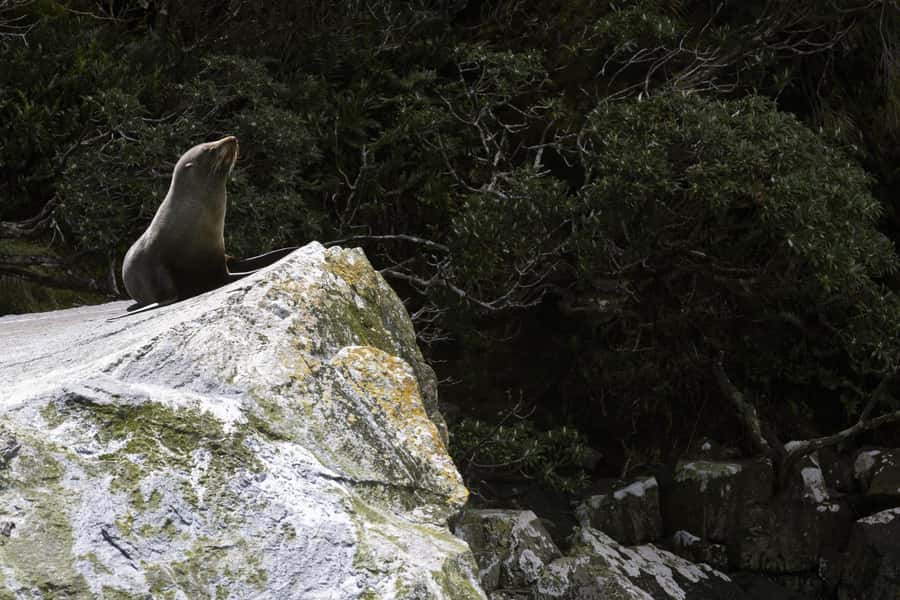 From Te Anau: Milford Sound Cruise and Coach Day Trip - What the two-hour cruise actually gives you