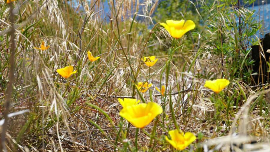 From Wanaka: Ruby Island 1-Hour Cruise and Photo Walk - Who will get the most from Ruby Island