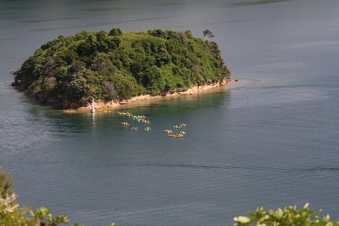 Full day Guided Sea Kayak Tour from Picton - Wildlife from a low seat on the water