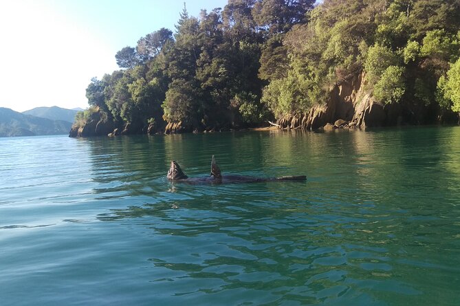 Full day Guided Sea Kayak Tour from Picton - Starting with safety and suitable equipment