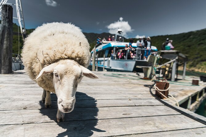 Full Day Iconic Mail Boat Cruise - Choosing lunch: bring your own or stop ashore