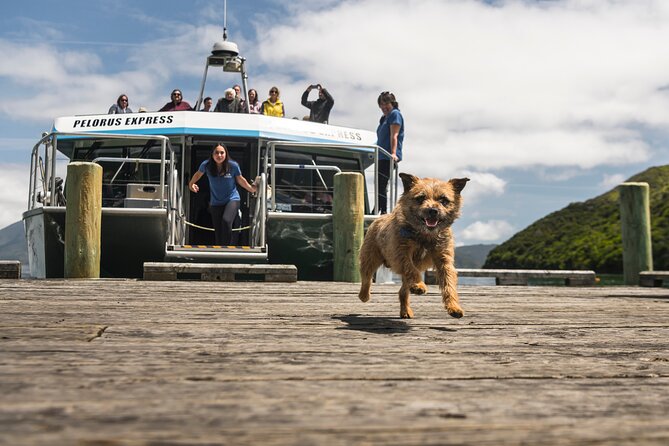 Full Day Iconic Mail Boat Cruise - Following the working route through Kenepuru Sound