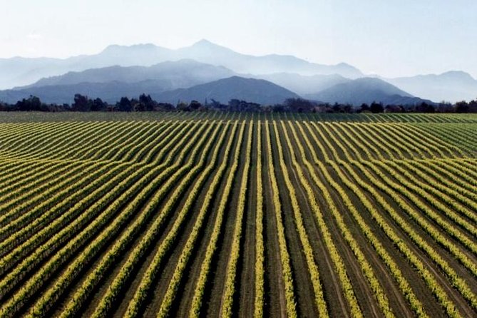 Full-Day Marlborough Wine Tour from Blenheim - What this Marlborough wine day is really like