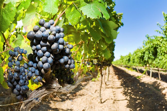 Full Day Martinborough Wine Tour - Poppies Martinborough: the main wine and food stop