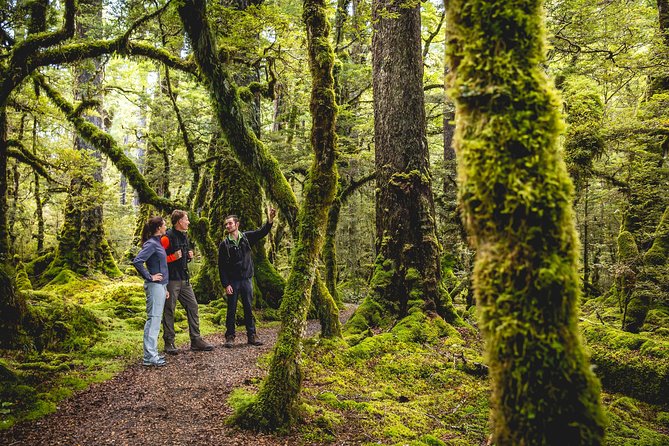 Full-Day Milford Sound Tour with Cruise and Walks from Te Anau - Why the Milford Road deserves your attention