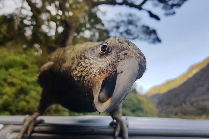 Full-Day Milford Sound Tour with Cruise and Walks from Te Anau - Eglinton Valley and Lake Gunn