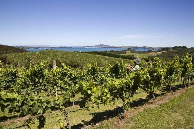 Full Day Private Waiheke Island Wine Tour Including Lunch - Key points to know before you book