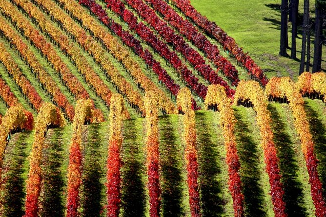 Full Day Private Waiheke Island Wine Tour Including Lunch - Three cellar doors with Premium or Reserve tastings