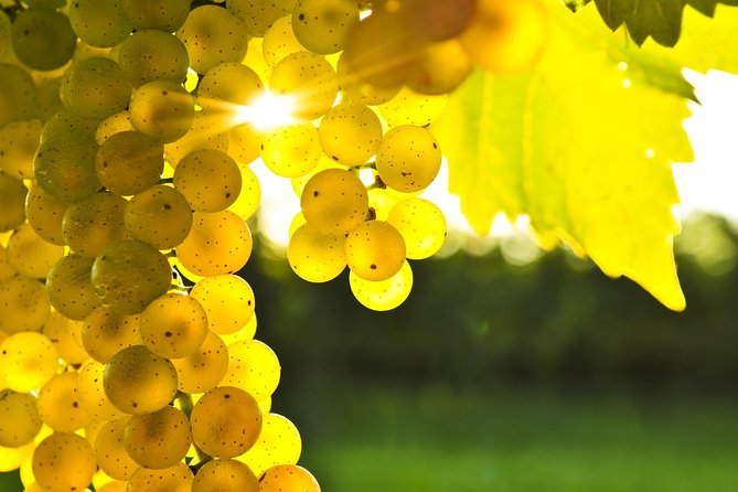 Full-Day Taste the Wines of Marlborough Tour - Cellar doors chosen for variety, not just fame