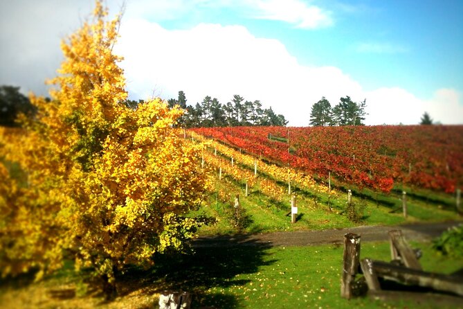Full-Day Wine Tasting Tour in Auckland with 3-Course Vineyard Lunch - What you are really paying for at $123.49