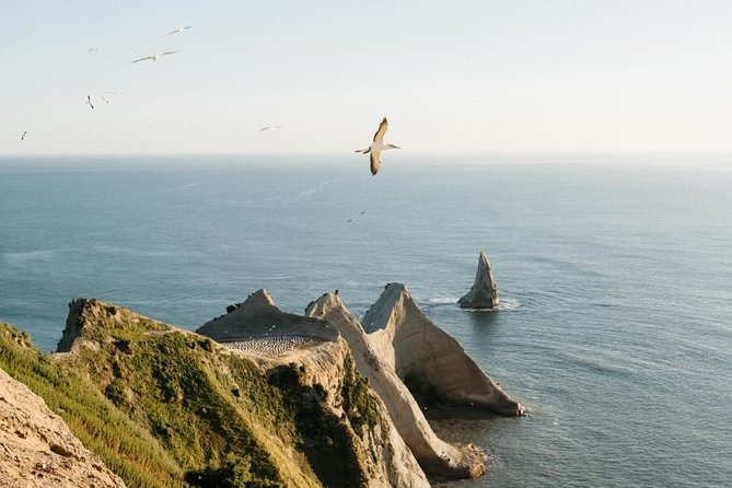 Gannet Safaris Overland tour to Cape Kidnappers Gannet Colony - Key points to know before you go