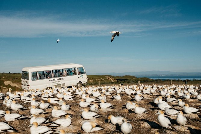 Gannet Safaris Overland tour to Cape Kidnappers Gannet Colony - Planning around the season and weather