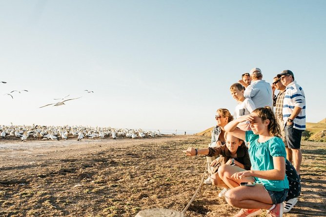 Gannet Safaris Overland tour to Cape Kidnappers Gannet Colony - Cliff-top stops with wide Hawke’s Bay views