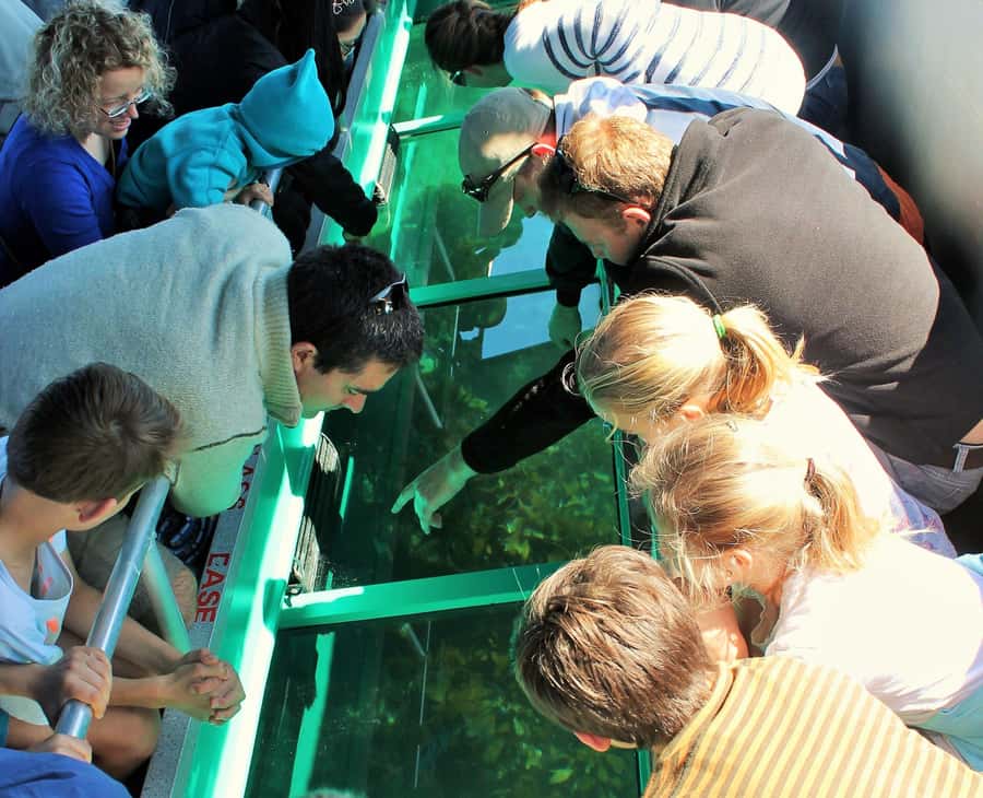 Goat Island: Glass Bottom Boat Tour - Why Goat Island’s marine reserve matters