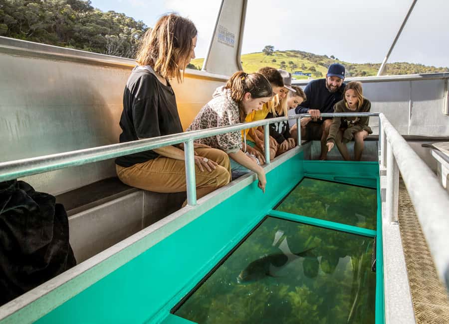 Goat Island: Glass Bottom Boat Tour - Choosing the best time to visit