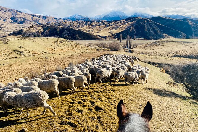 Gold Discovery Trail Horse Trek Cardrona - Most popular! - How the scenery compares with the short duration