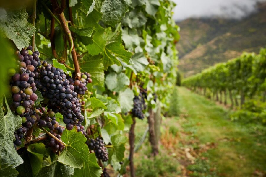 Gourmet Food and Wine Tour with Lunch and Wine Tastings - The guide can shape the whole day