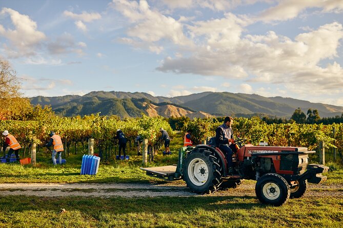 Gourmet Gold Wine Tour: Indulge in Cloudy Bay's finest wines - Makana Confections brings a change of pace