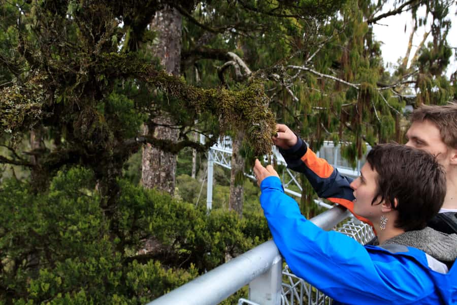 Greymouth: Hokitika Gorge and Tree Top Walkway Half-Day Tour - Who will get the most from this tour