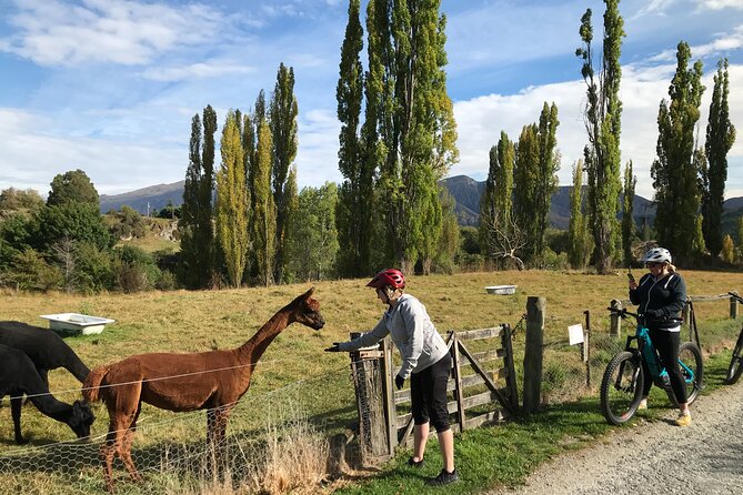 Guided eBike Wine Tour Ride to the Vines - Meeting alpacas and goats near Arrow Junction