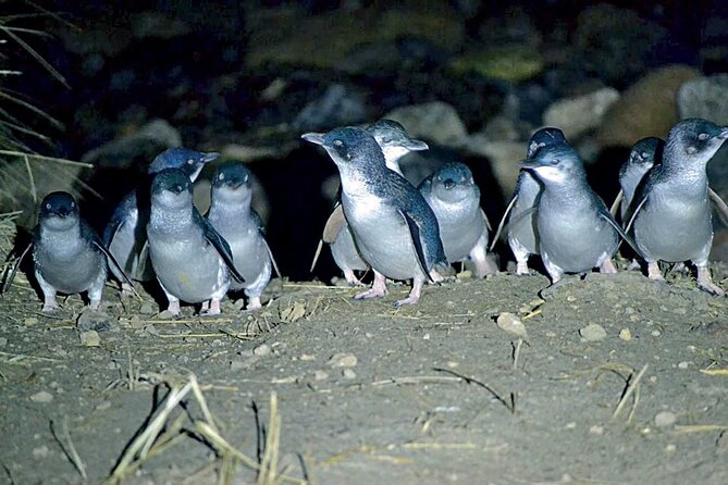 Guided Evening Penguin Viewing Otago Peninsula, Dunedin, New Zealand - Other Wildlife Around the Cove
