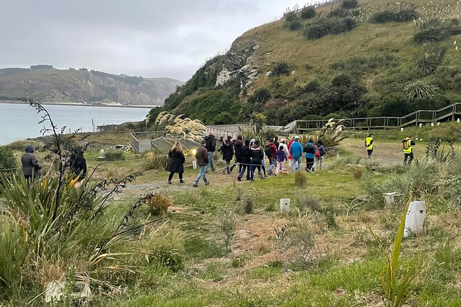 Guided Evening Penguin Viewing Otago Peninsula, Dunedin, New Zealand - Why the Viewing Platform Works