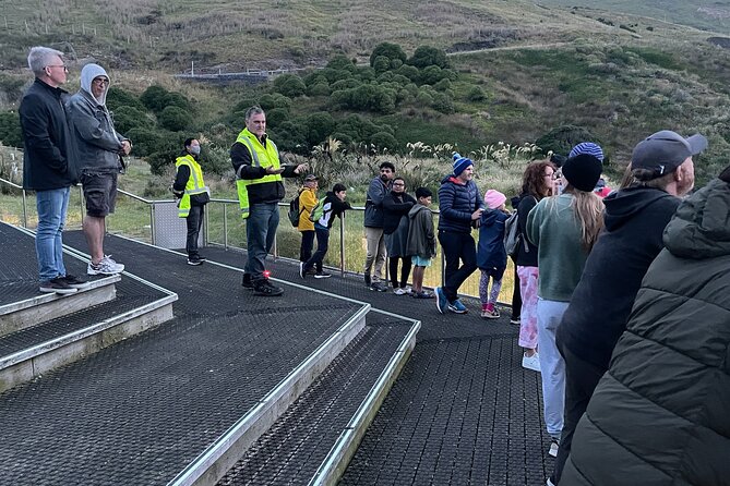 Guided Evening Penguin Viewing Otago Peninsula, Dunedin, New Zealand - Who Will Enjoy This Most?