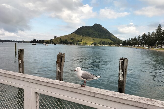 Guided Māori History and Culture Tour to Rotorua and Tauranga - A Māori perspective on Tauranga and Rotorua
