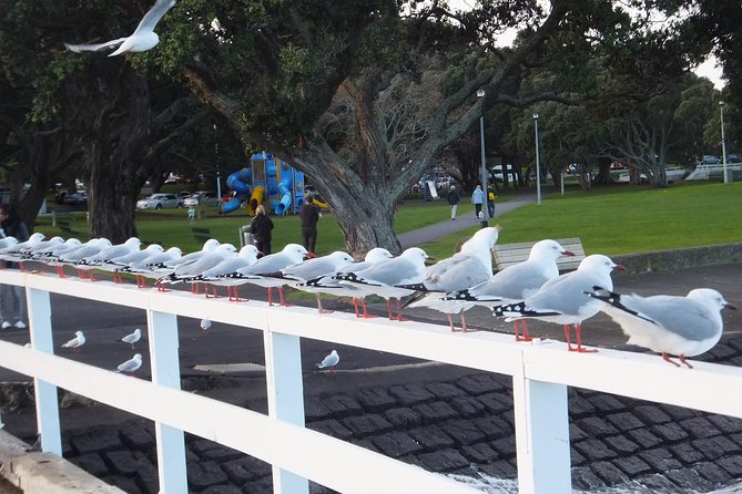 Guided North Head Fort Segway Tour in Devonport Auckland - What the $108.60 price buys you