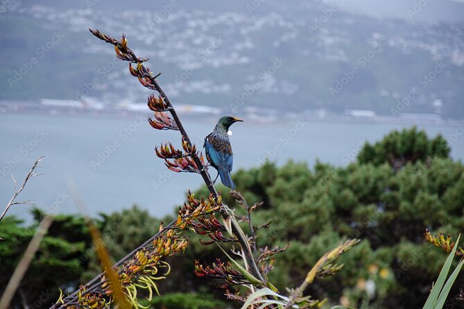 Guided Small Group Walking Tour in Wellington - The Botanic Garden is more than a green break