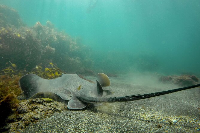 Guided Snorkel Experience, Advanced - Meeting at 142A Pakiri Road