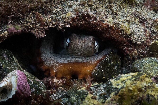Guided Snorkel Experience, Advanced - Putting duck dives and ear equalizing to work
