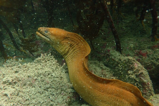 Guided Snorkel Experience, Advanced - Fish, rays, and small sea creatures
