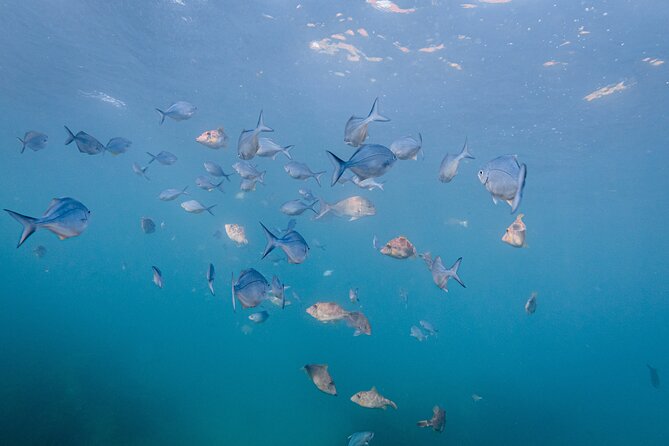 Guided Snorkel Experience, Advanced - When rough water changes the plan