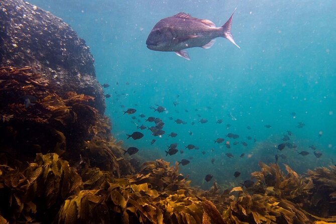 Guided Snorkel Experience, Advanced - The wetsuit and winter question