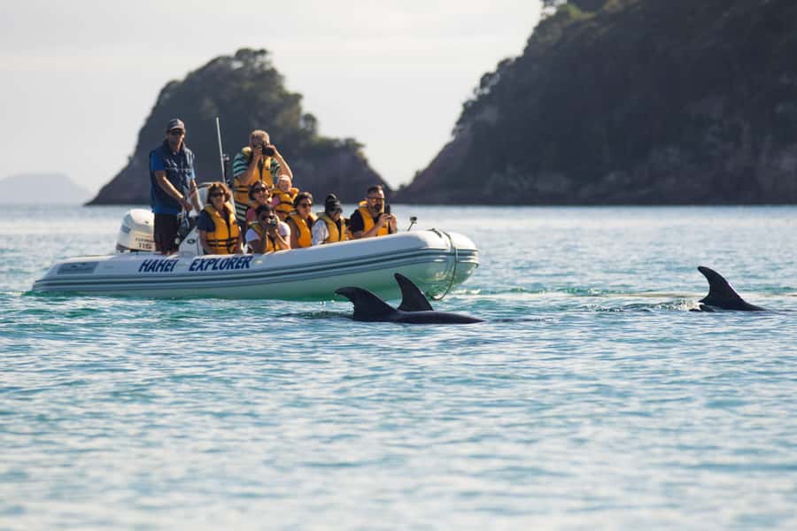 Hahei Explorer Cathedral Cove Boat Tour - Key points at a glance