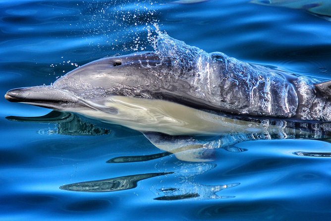 Half Day Dolphin & Wildlife Cruise - Tauranga - Five Hours Searching Tauranga’s Marine Waters